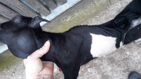 Hipotiroidismul la capre – ied avorton cu gușă și blană rară