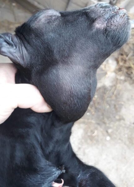 Hipotiroidismul la capre – gușă și inflamație tiroidiană