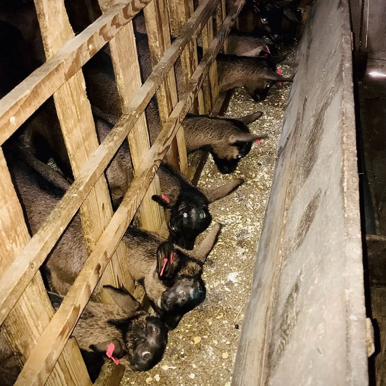 Iezi hrăniți cu Panto Picolino furaj prestarter musli