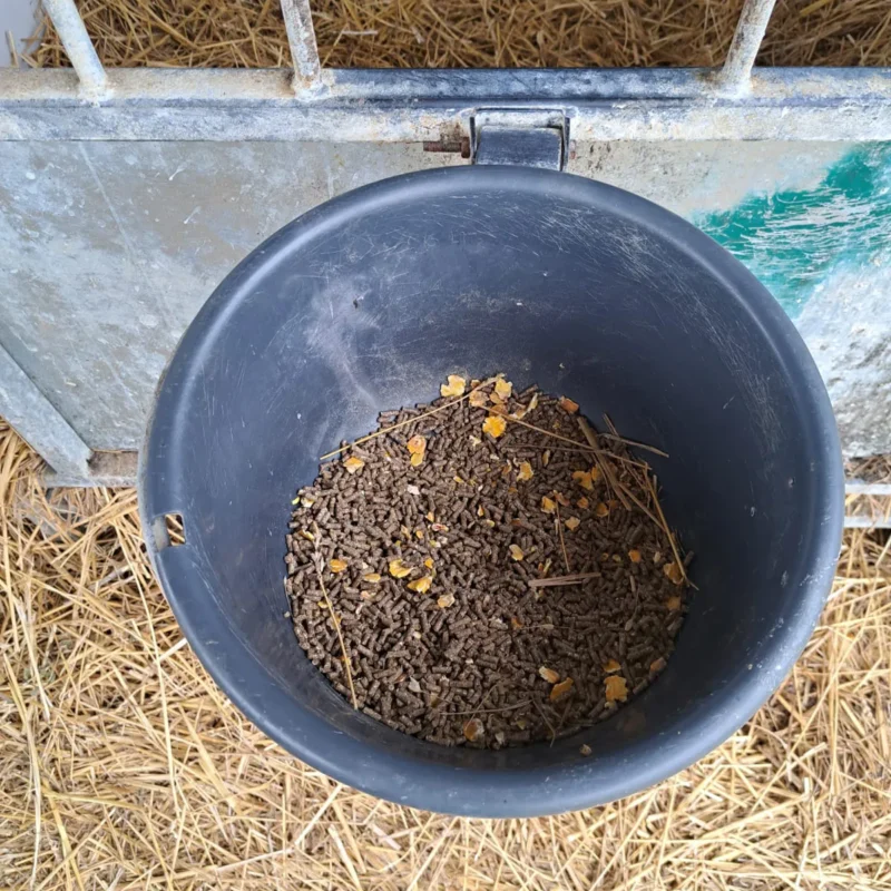 Adăpost curat și viței sănătoși la Adasut Farm, Bihor