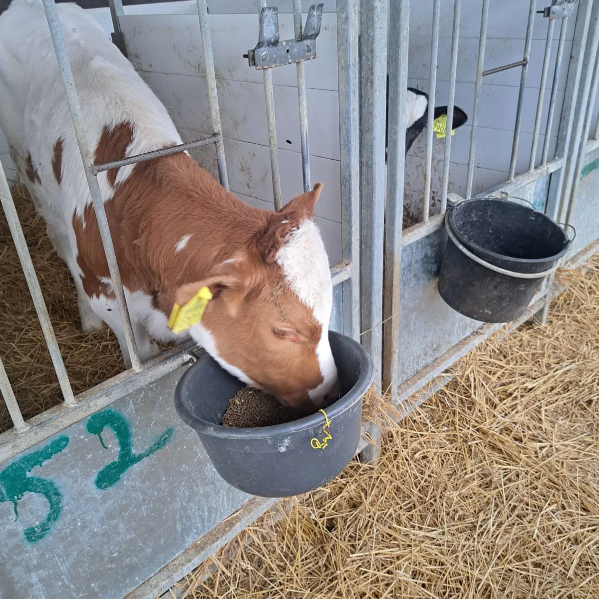 Prestarter Panto Picolino la Adasut Farm