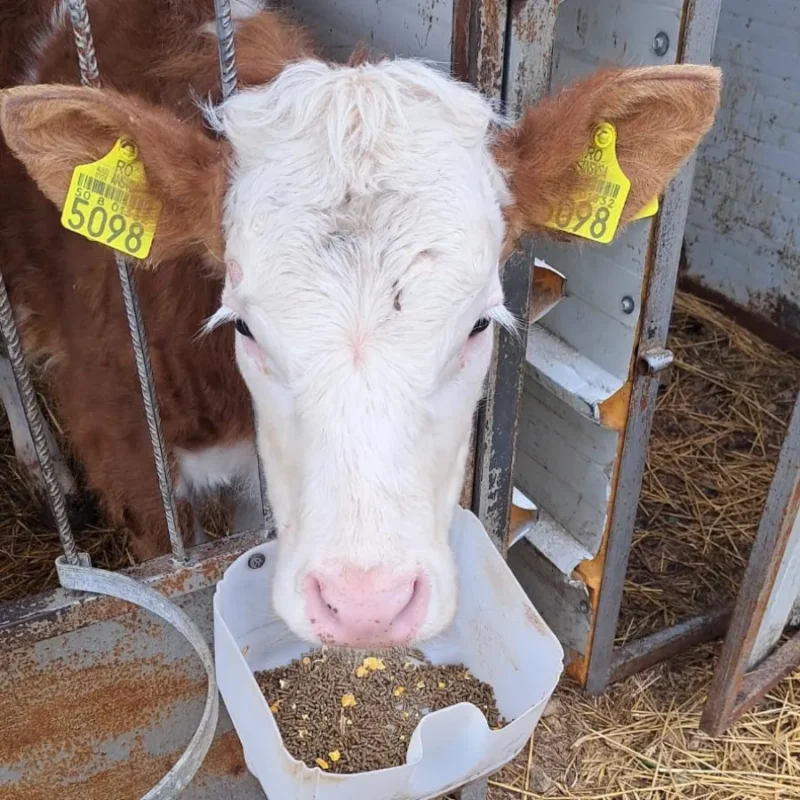 Viței hrăniți cu prestarter Panto Picolino la Adasut Farm