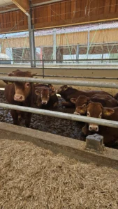 Vizită Agro Steaco – tăurași la îngrășat 2